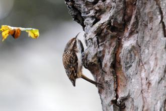 Treecreeper c. Amy Lewis