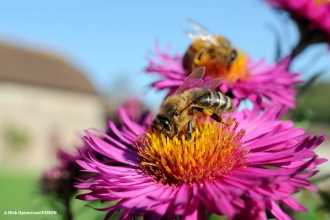 Bee Count c. Nick Upton 2020/Vision