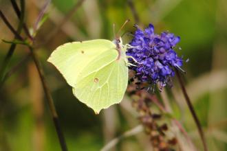 Brimstone butterfly c. Amy Lewis