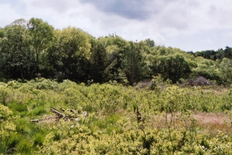 Holcroft Moss Nature Reserve