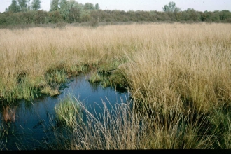 Holcroft Moss Nature Reserve