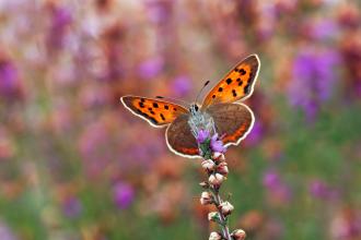 New Ferry Butterfly Park c. Matt Berry