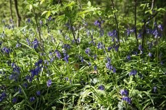 Bluebells at Owley Wood c. Victoria Kirby