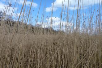 Marbury Reedbed c. Claire Huxley