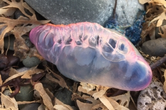 Portuguese Man O War c. Mike Davis