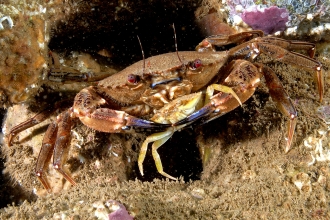 Crab c. Paul Naylor http://www.marinephoto.co.uk/