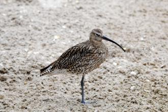 Curlew c. Amy Lewis