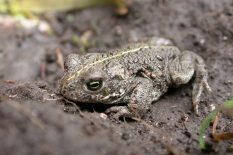Natterjack toad c. Philip Precey