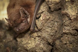 Noctule bat c. Tom Marshall