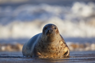 Grey Seal c. Neil Aldridge