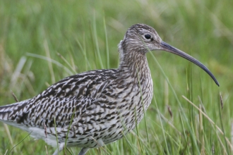 Curlew