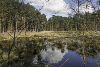 Doolittle Pool, Delamere c. Richard Gabb