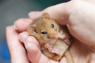 Dormouse in hand c. Tom Marshall