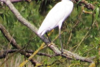 Little egret c. Steve Holmes