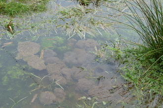 Frogspawn at Swettenham Valley c. Claire Huxley