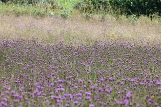 Meadow at Bickley Hall Farm c. Claire Huxley