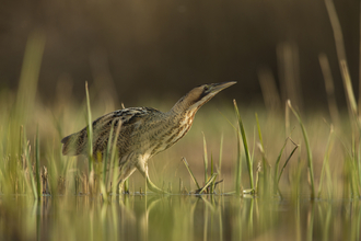 Bittern c. Jamie Hall