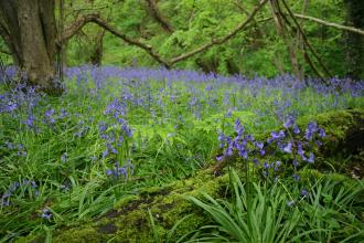 Bluebells Poors Wood