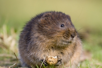 Water vole c. Tom Marshall