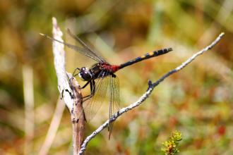 White-faced darter c. Kevin Reynolds