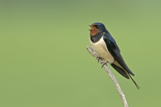 Barn swallow c. Chris Gomersall/2020VISION