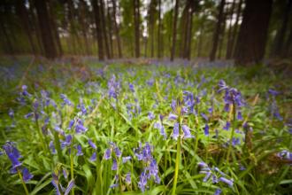 Bluebells c. Neil Aldridge