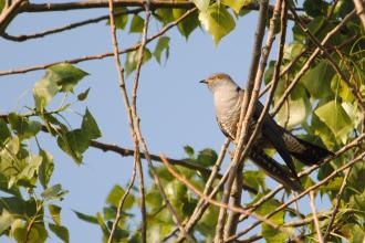 Cuckoo c. Amy Lewis