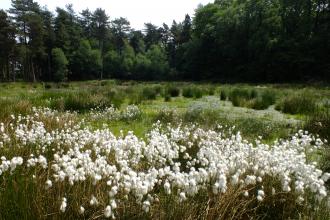 Delamere c. Colin Hayes