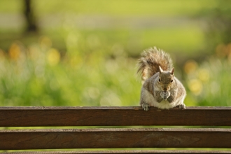 Grey squirrel c. Terry Whittaker/2020VISION