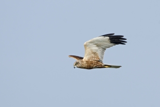 Marsh harrier c. David Tipling/2020VISION