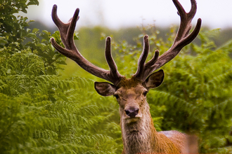 Red deer c. Harry Hogg