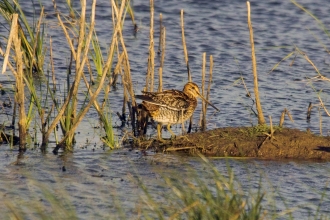 Snipe c. Derek Moore