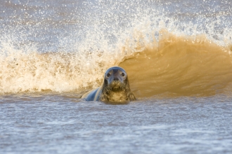 Grey Seal