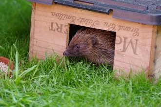 Hedgehog House