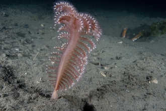 Sea pen and scampi c. Paul Naylor