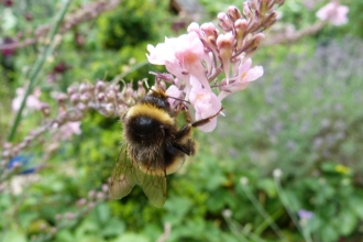 Small garden bumblebee c. Claire Huxley