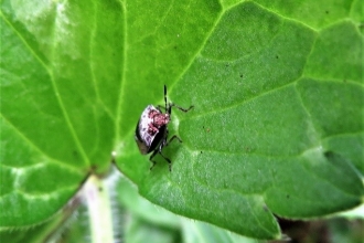 Woundwort shieldbug c. Steve Holmes