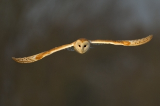 Barn owl c. Andy Rouse/2020VISION