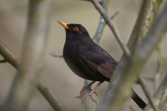 Blackbird c. Neil Aldridge