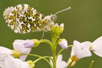 Orange tip butterfly c. Ross Hoddinott/2020VISION