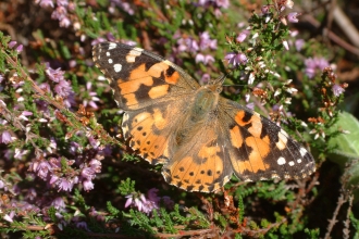 Painted Lady