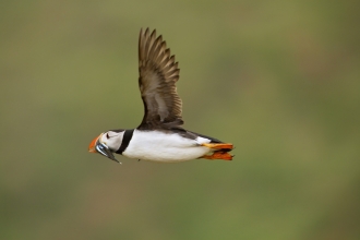 Puffin c. Neil Aldridge