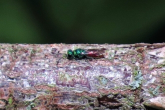Ruby-tailed wasp c. Steve Holmes