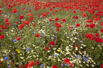 Wildflower meadow c. Paul Hobson