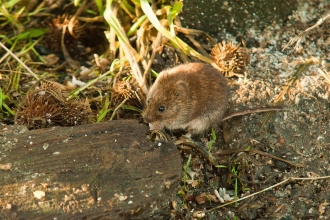 Field vole c. Bob Coyle