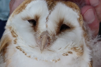 Barn owl chick at Bickley Hall Farm c. Claire Huxley