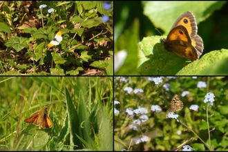 Butterflies at Cleaver Heath c. Alan Irving