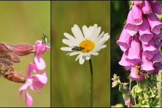 Cleaver heath flowers and insects c. Alan Irving