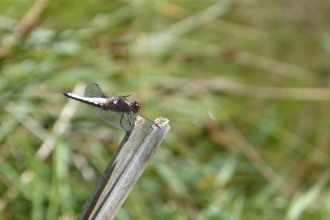Dragonfly at Swettenham c. Claire Huxley