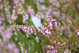 Holy blue butterfly c. Alan Irving